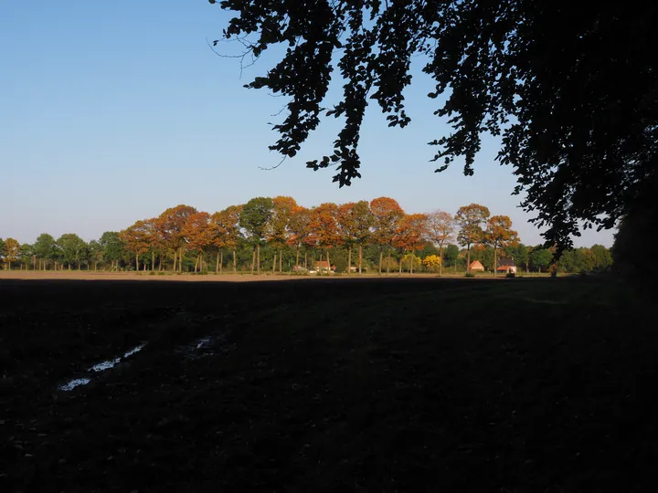 Vagevuurbos an Lippensgoed-Bulskampveld (Belgium)